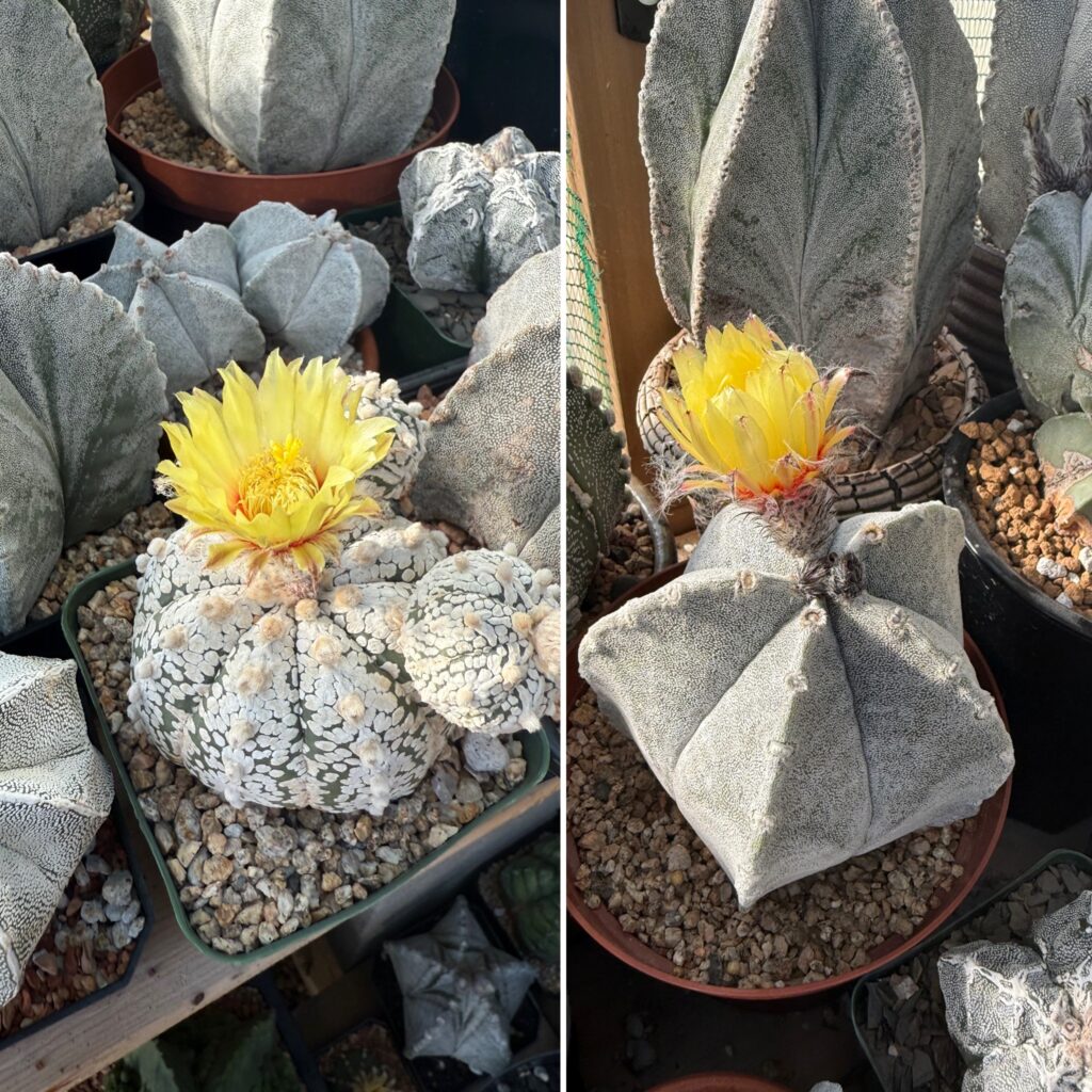 Astrophytum Coahuilense X asterias Superkabuto 15+ Seeds