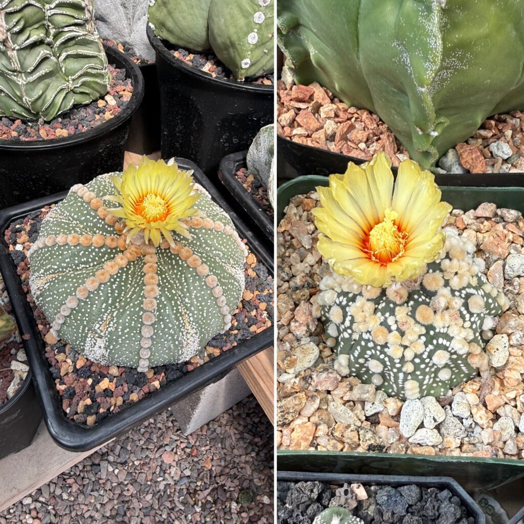 Astrophytum asterias Ooibo Rensei X Hanazono 10+ Seeds