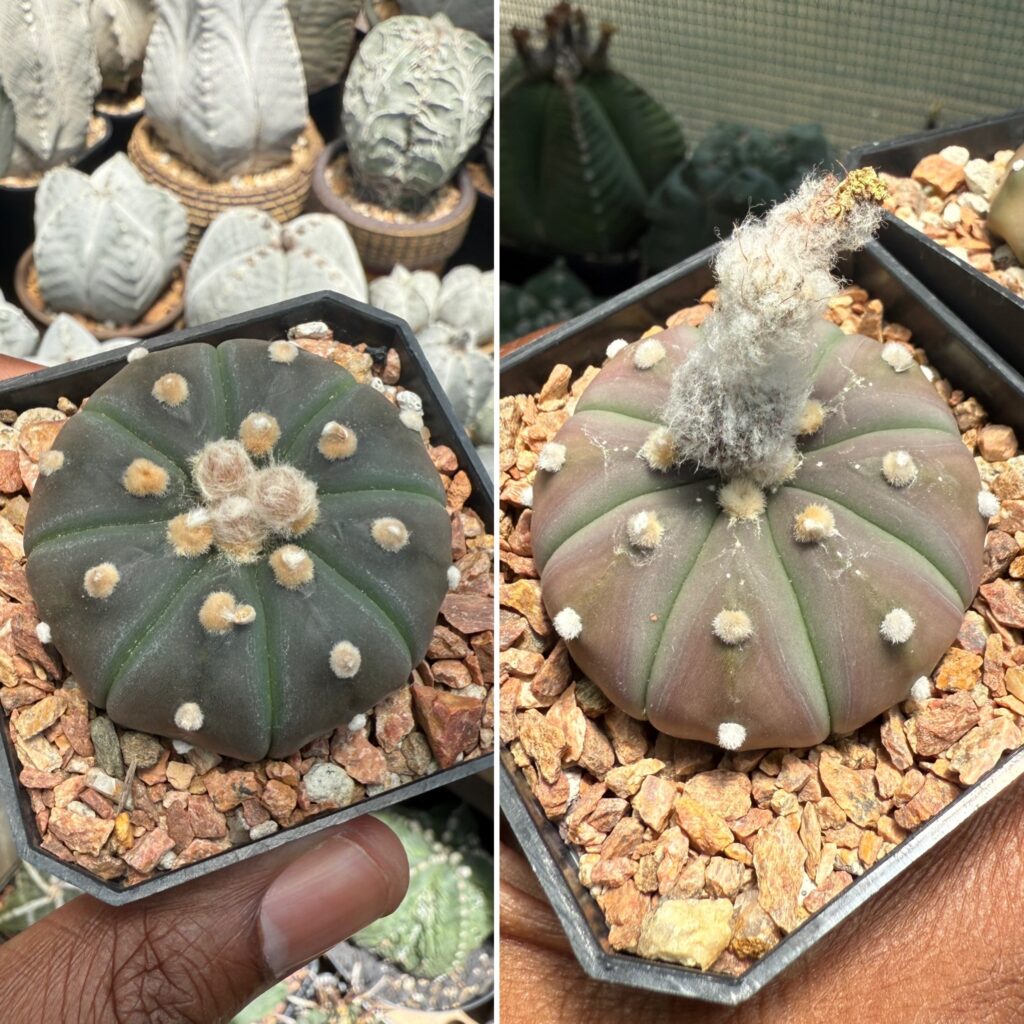 Astrophytum asterias "Purple Skin" 15+ Seeds