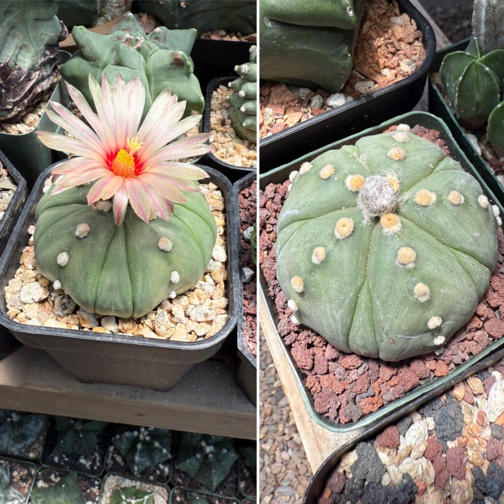 Astrophytum fukuryu 15+ Seeds