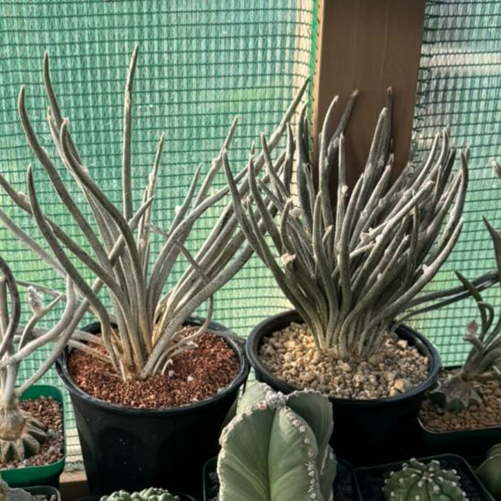 Astrophytum caput-medusae 10+ Seeds