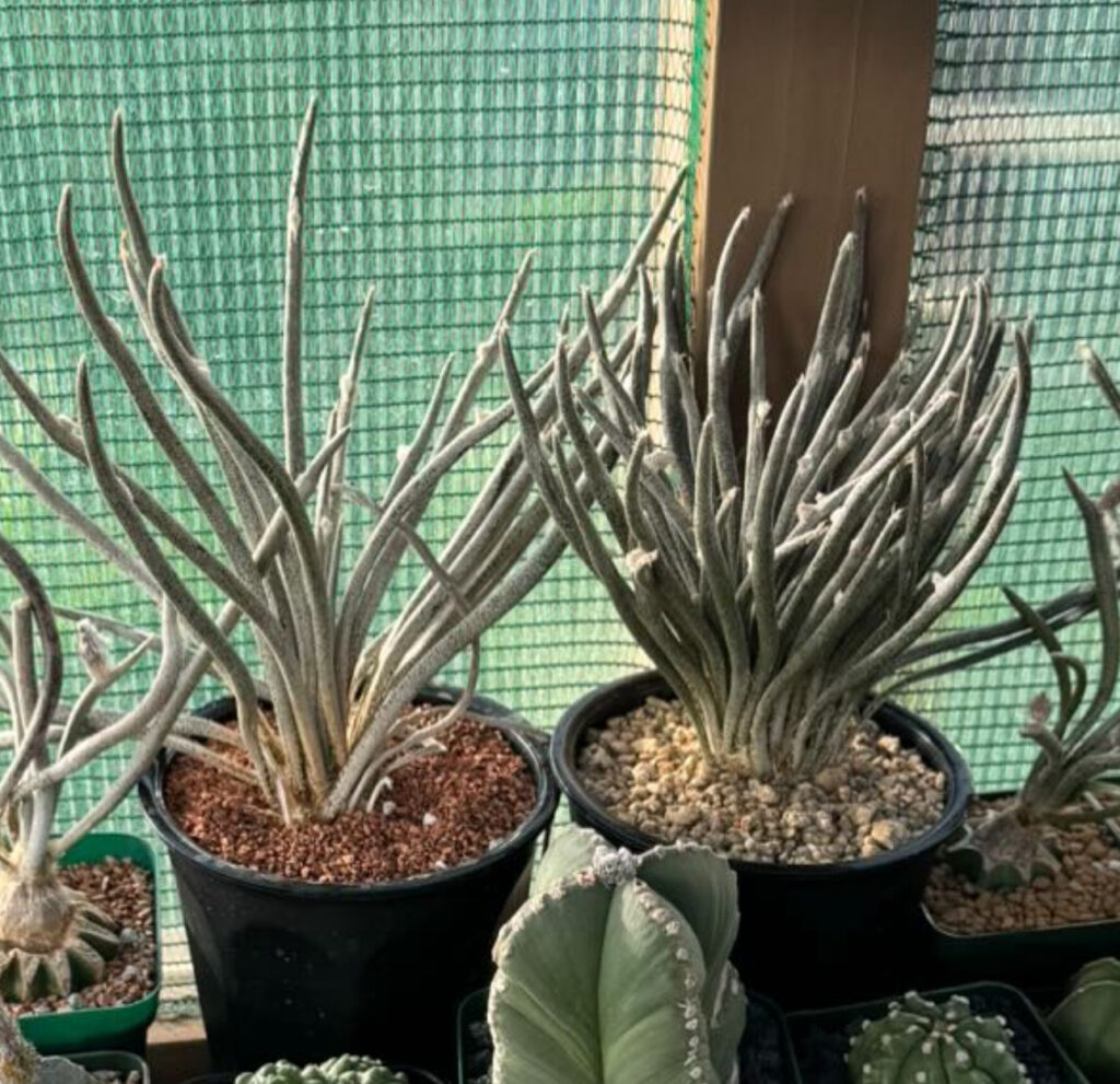 Astrophytum caput-medusae 10+ Seeds