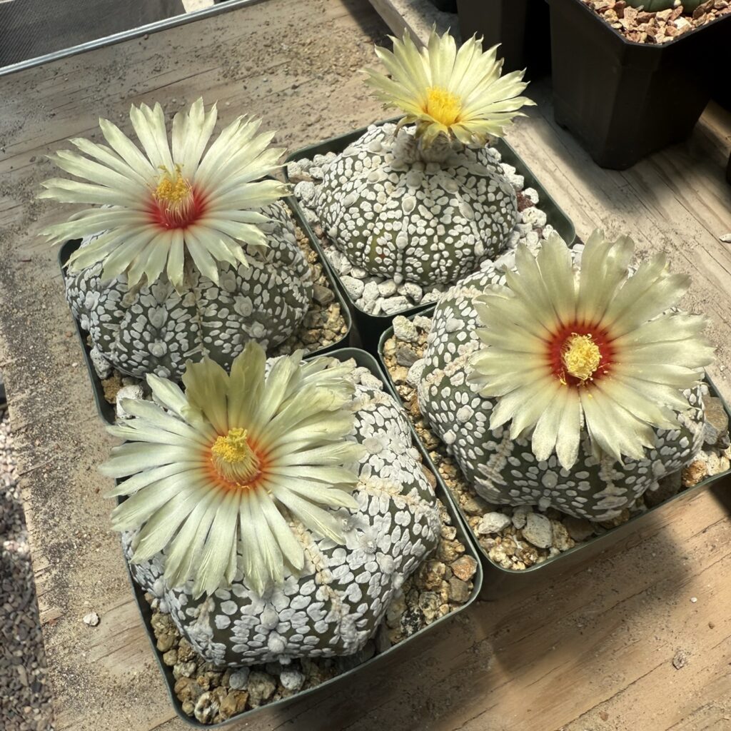 Astrophytum asterias Superkabuto 15+ Seeds