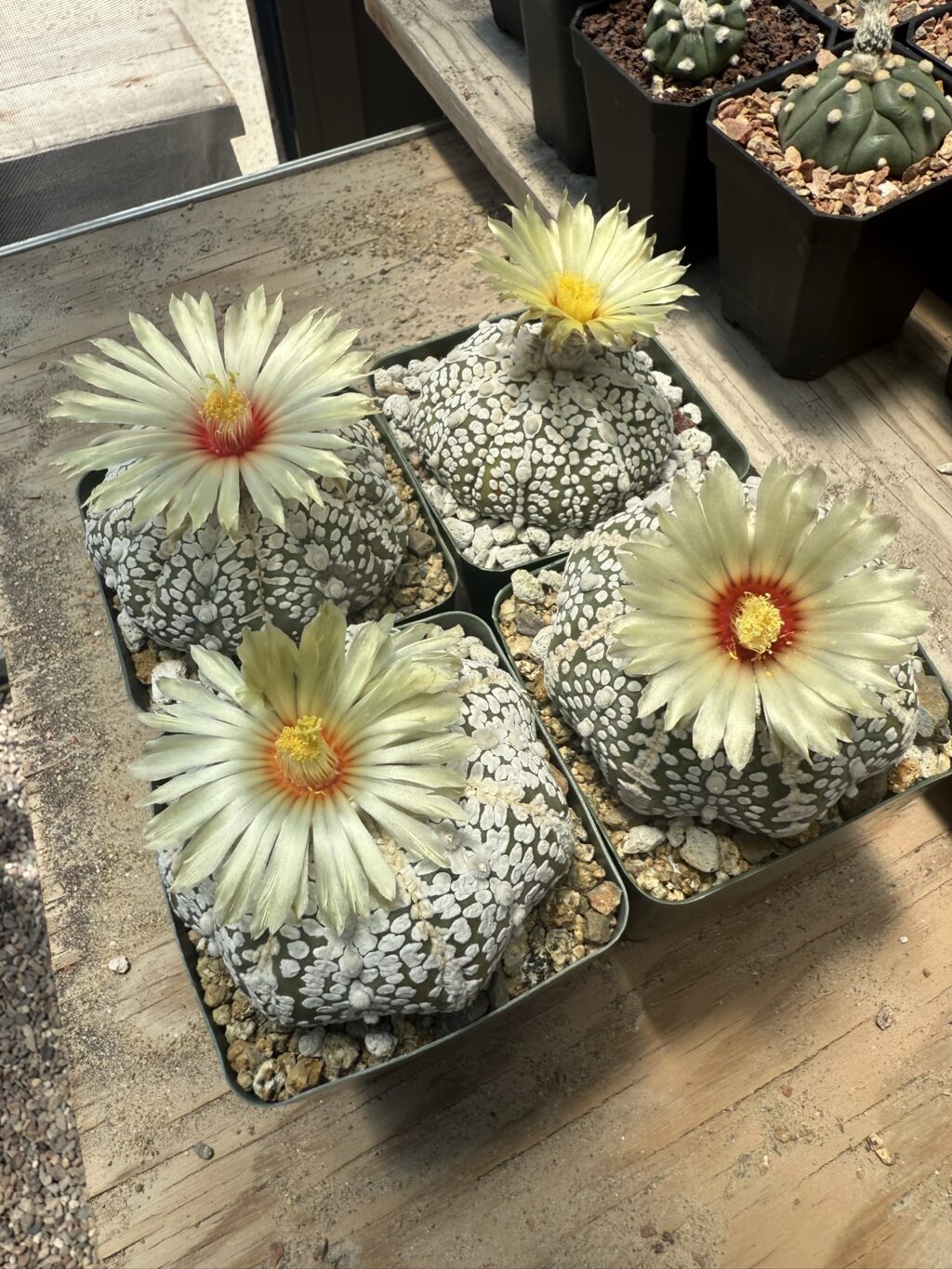 Astrophytum asterias Superkabuto 15+ Seeds