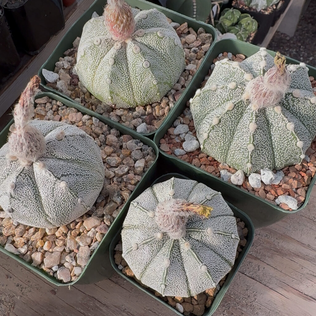 Astrophytum asterias x coahuilense