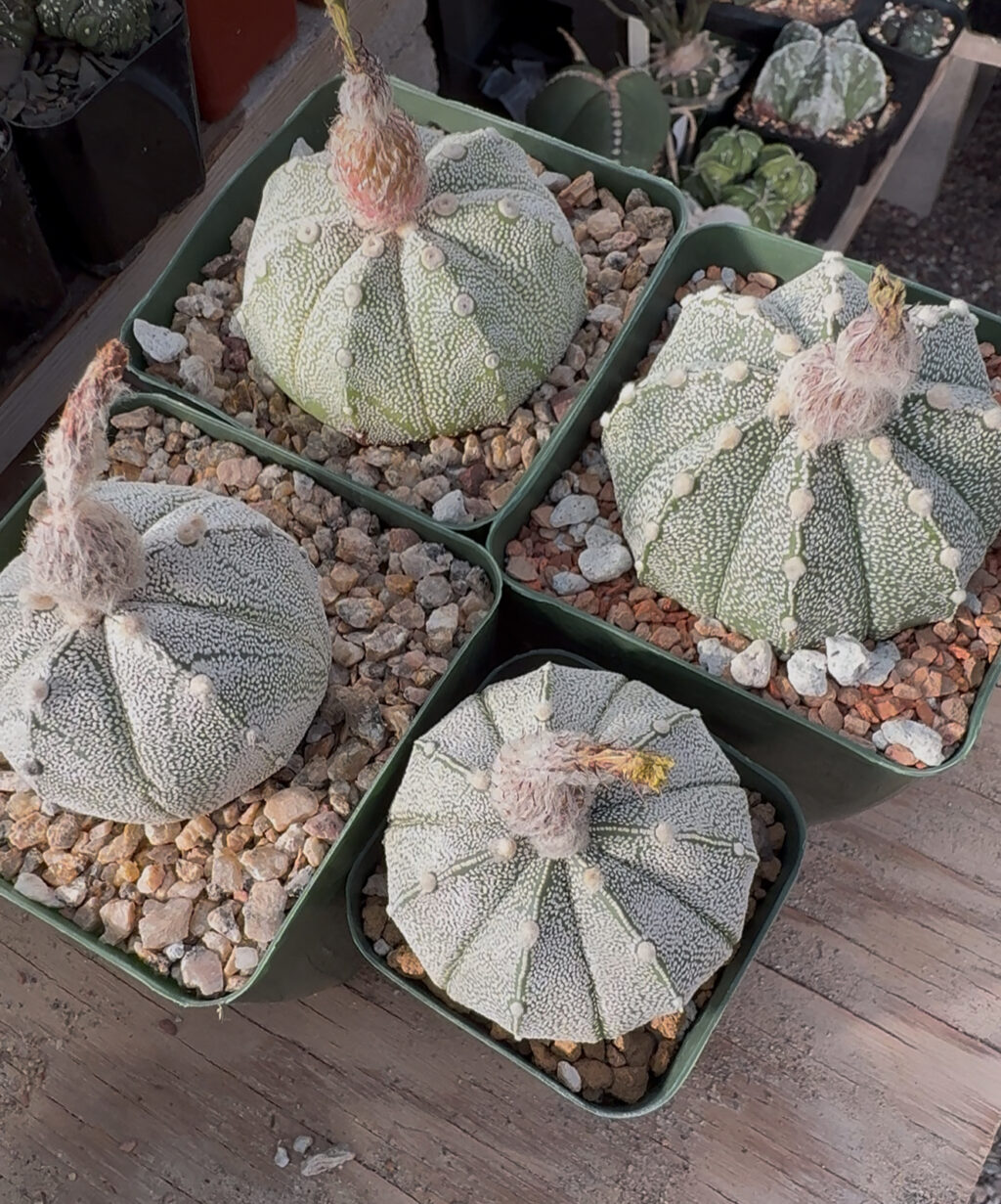 Astrophytum asterias x coahuilense