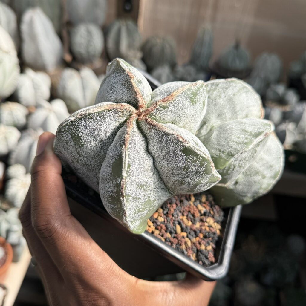 Astrophytum myriostigma Hakujo 2 Headed