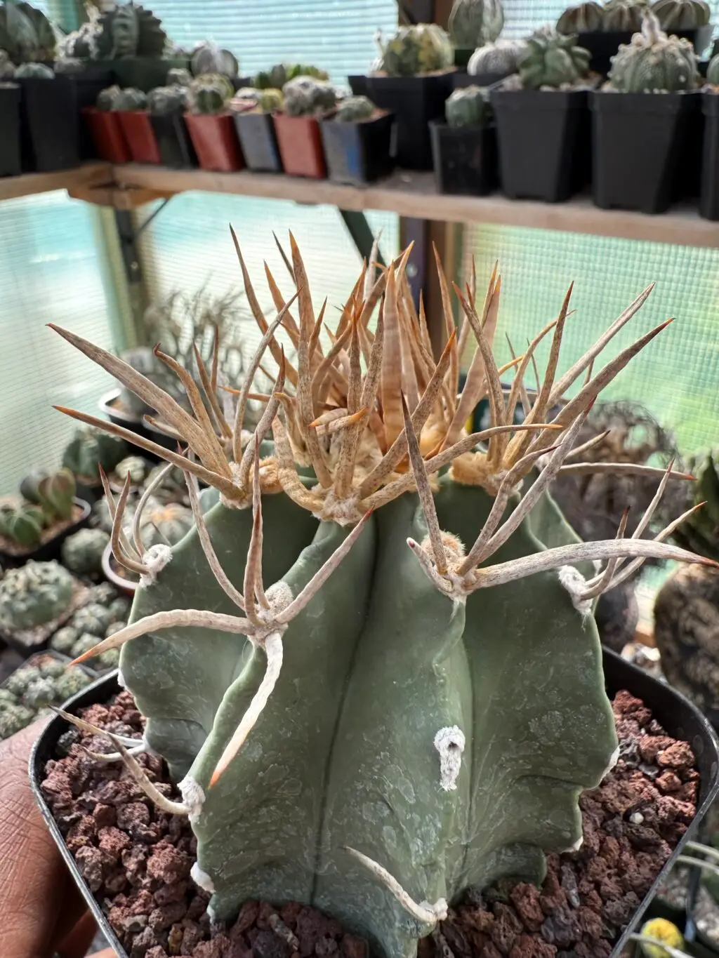 Astrophytum capricorne cv. Taiho-Gyoku Buffalo
