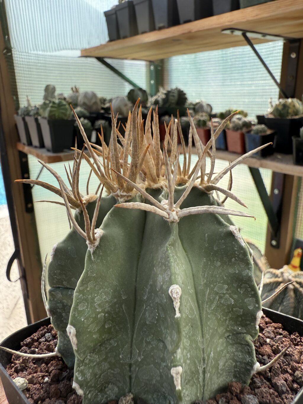 Astrophytum capricorne cv. Taiho-Gyoku Buffalo - Image 2