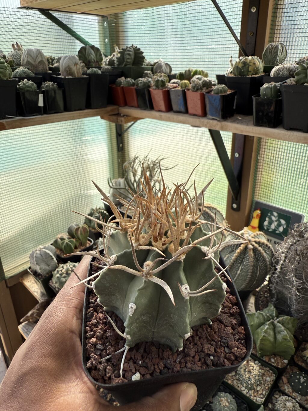 Astrophytum capricorne cv. Taiho-Gyoku Buffalo - Image 3