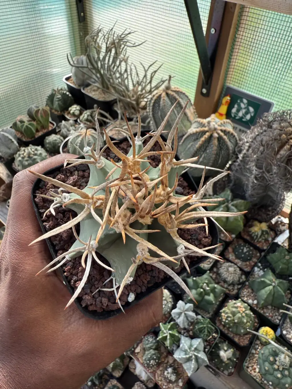 Astrophytum capricorne cv. Taiho-Gyoku Buffalo - Image 4