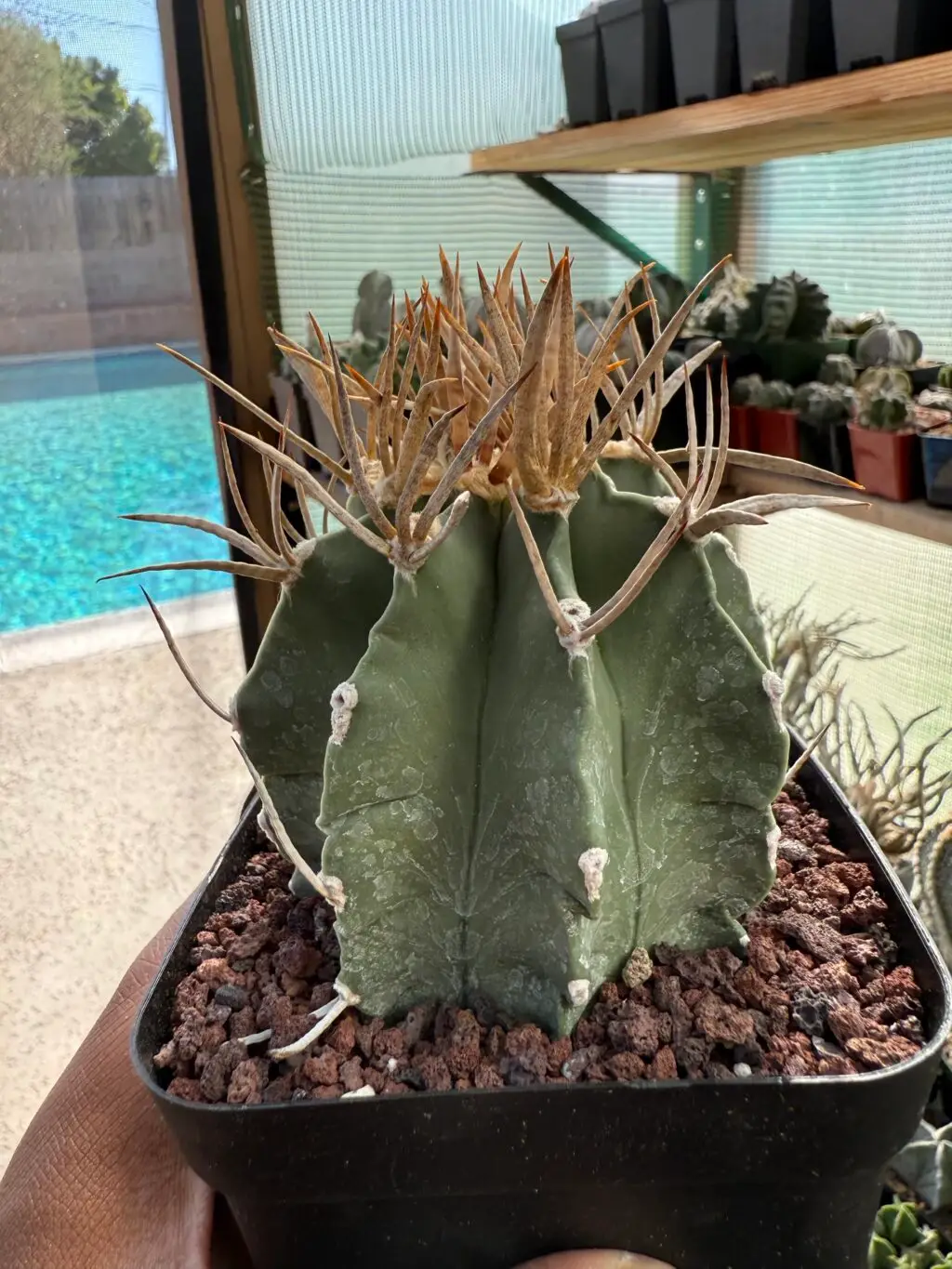 Astrophytum capricorne cv. Taiho-Gyoku Buffalo - Image 5
