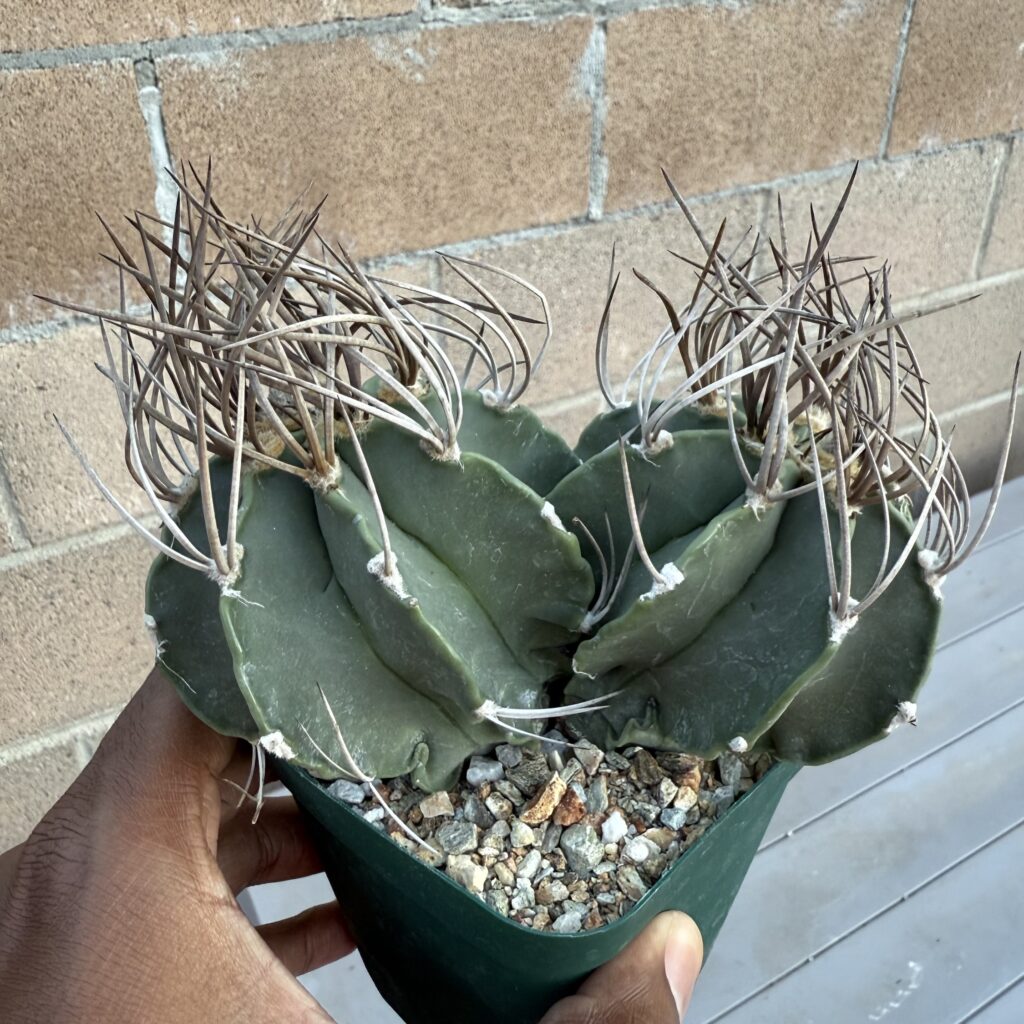 Astrophytum capricorne var. crassispinum 2 headed
