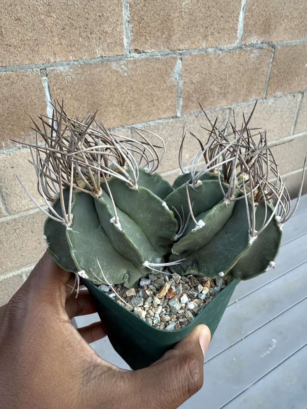Astrophytum capricorne var. crassispinum 2 headed