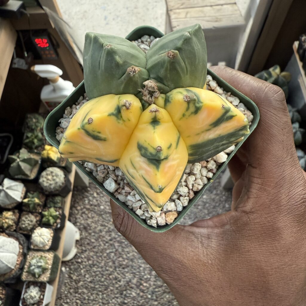 Astrophytum myriostigma Kikko Variegated
