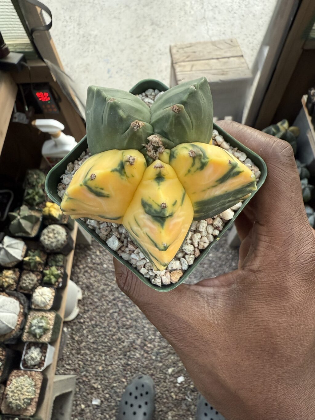 Astrophytum myriostigma Kikko Variegated