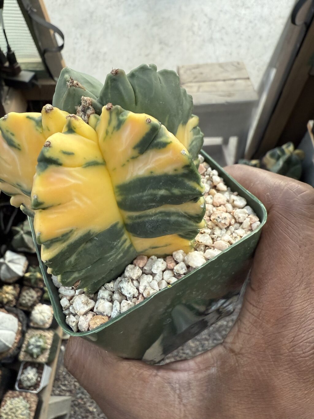 Astrophytum myriostigma Kikko Variegated - Image 2