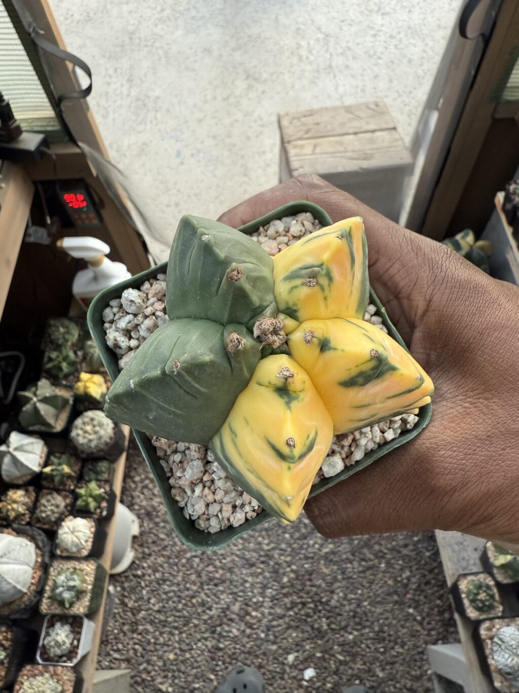 Astrophytum myriostigma Kikko Variegated - Image 3