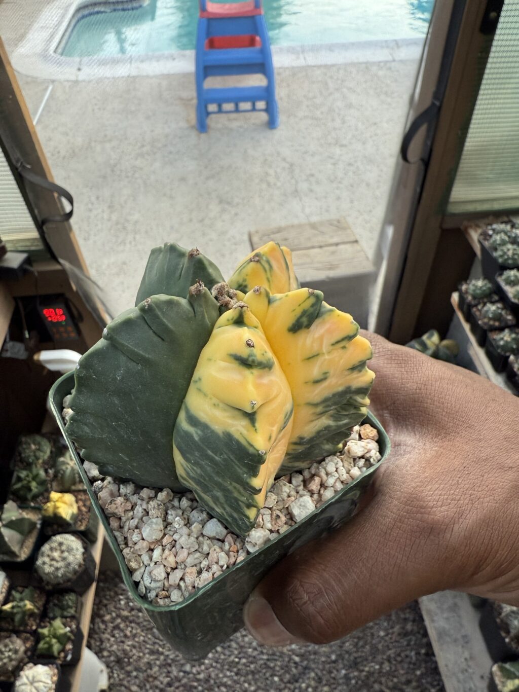 Astrophytum myriostigma Kikko Variegated - Image 4