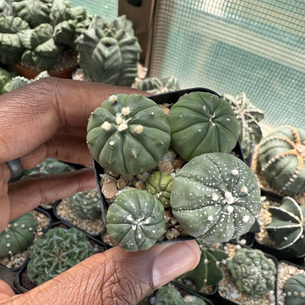 Astrophytum asterias Bundle