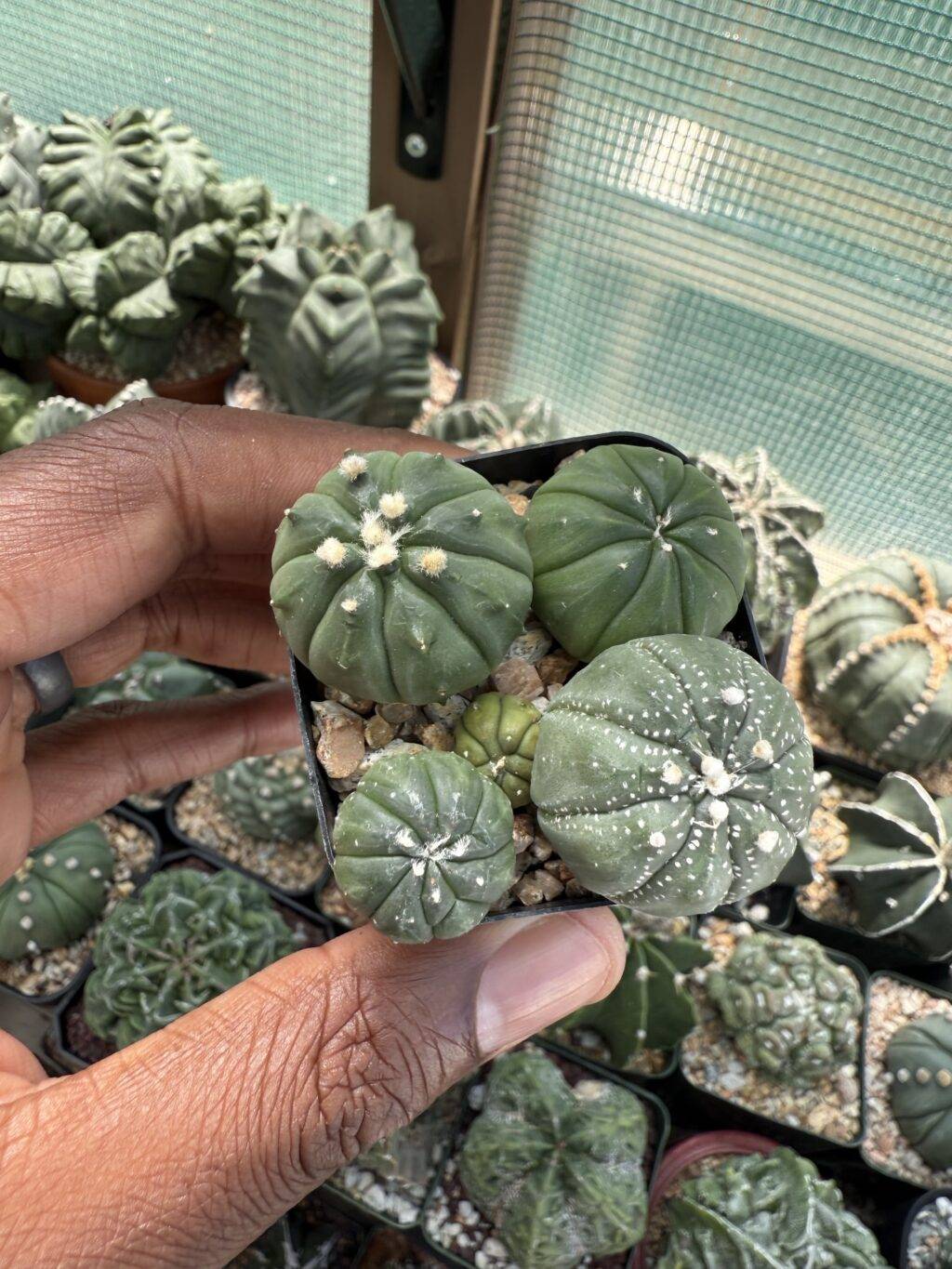 Astrophytum asterias Bundle