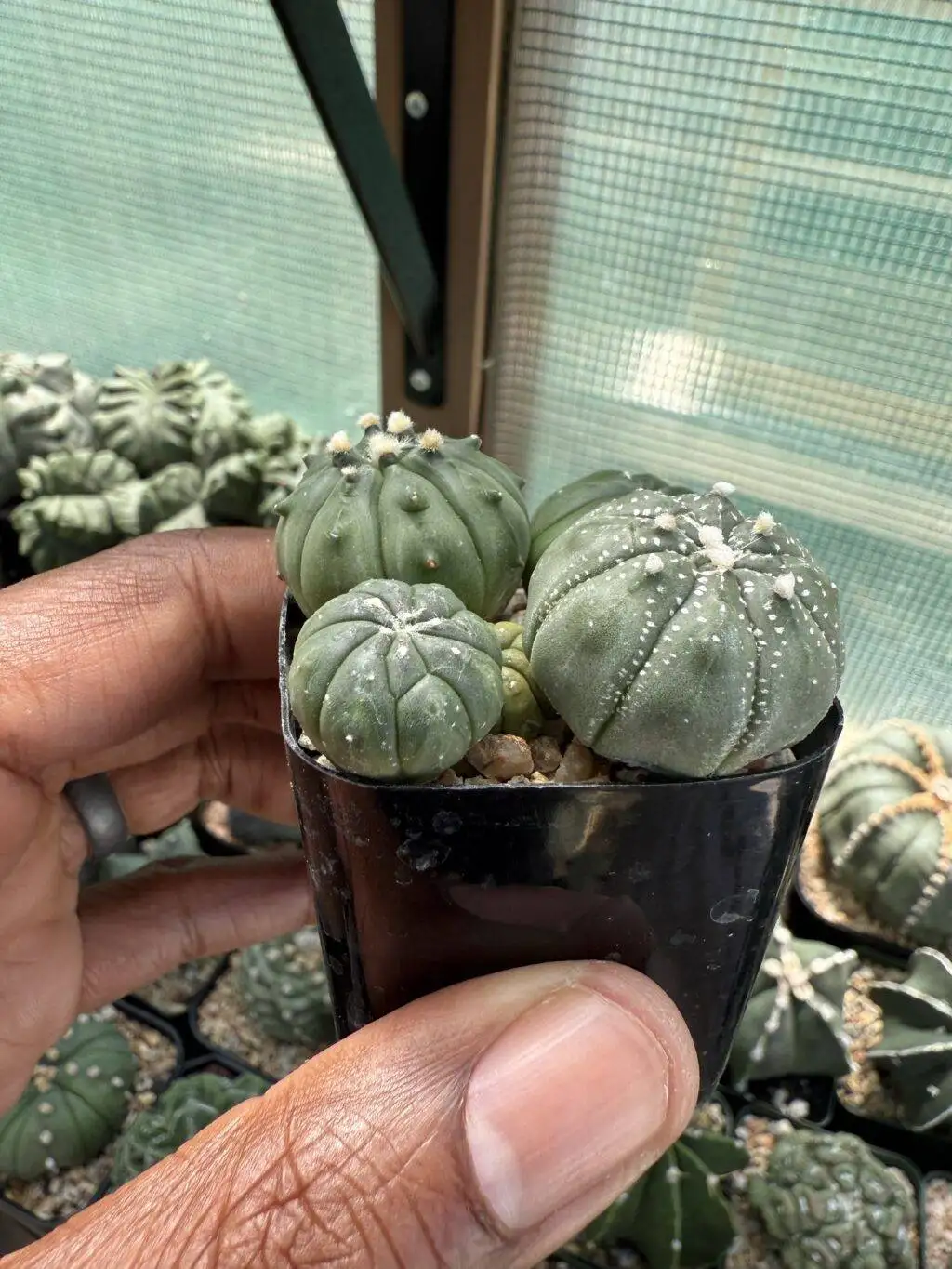 Astrophytum asterias Bundle - Image 2