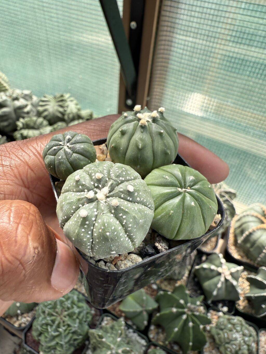 Astrophytum asterias Bundle - Image 3