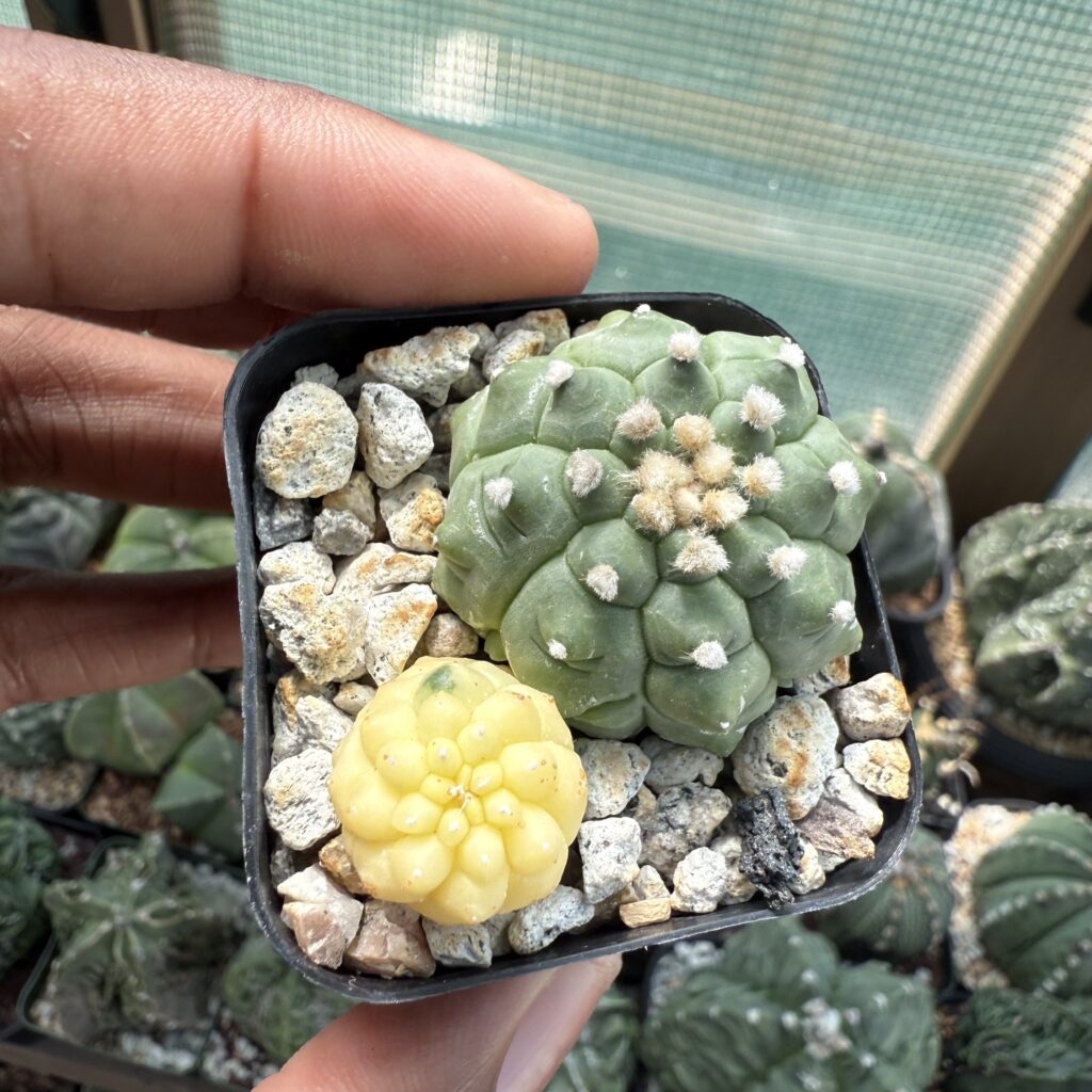 Astrophytum asterias Bundle