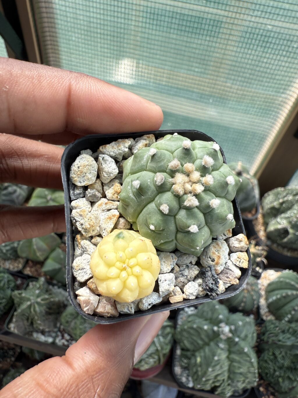 Astrophytum asterias Bundle