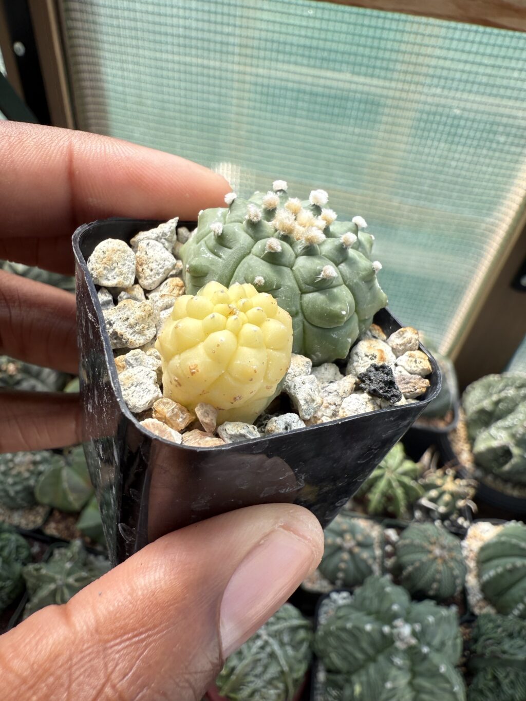 Astrophytum asterias Bundle - Image 2