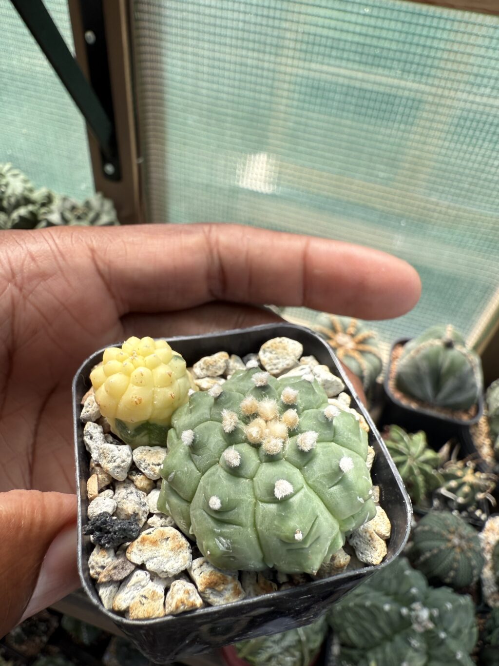 Astrophytum asterias Bundle - Image 3