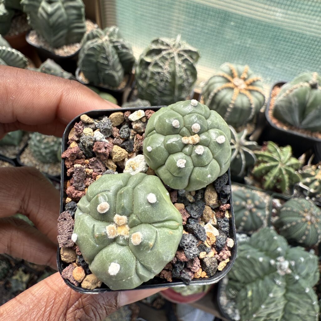 Astrophytum asterias Bundle