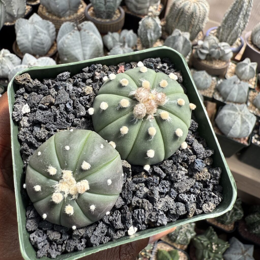 Astrophytum asterias Bundle