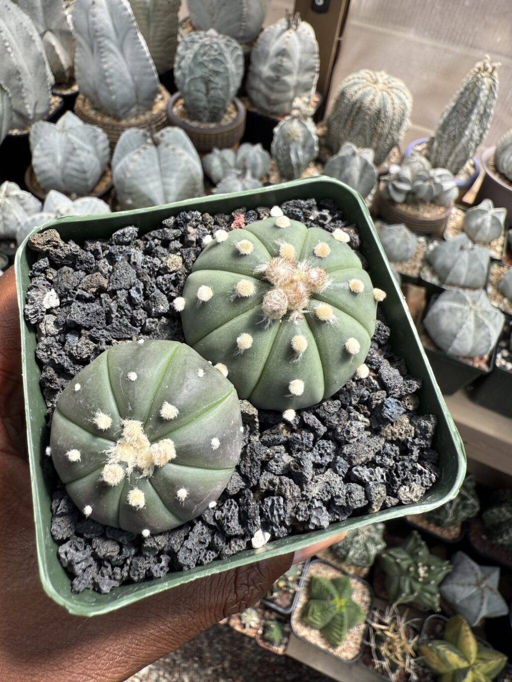 Astrophytum asterias Bundle