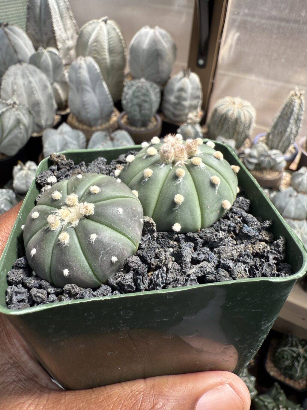 Astrophytum asterias Bundle - Image 2