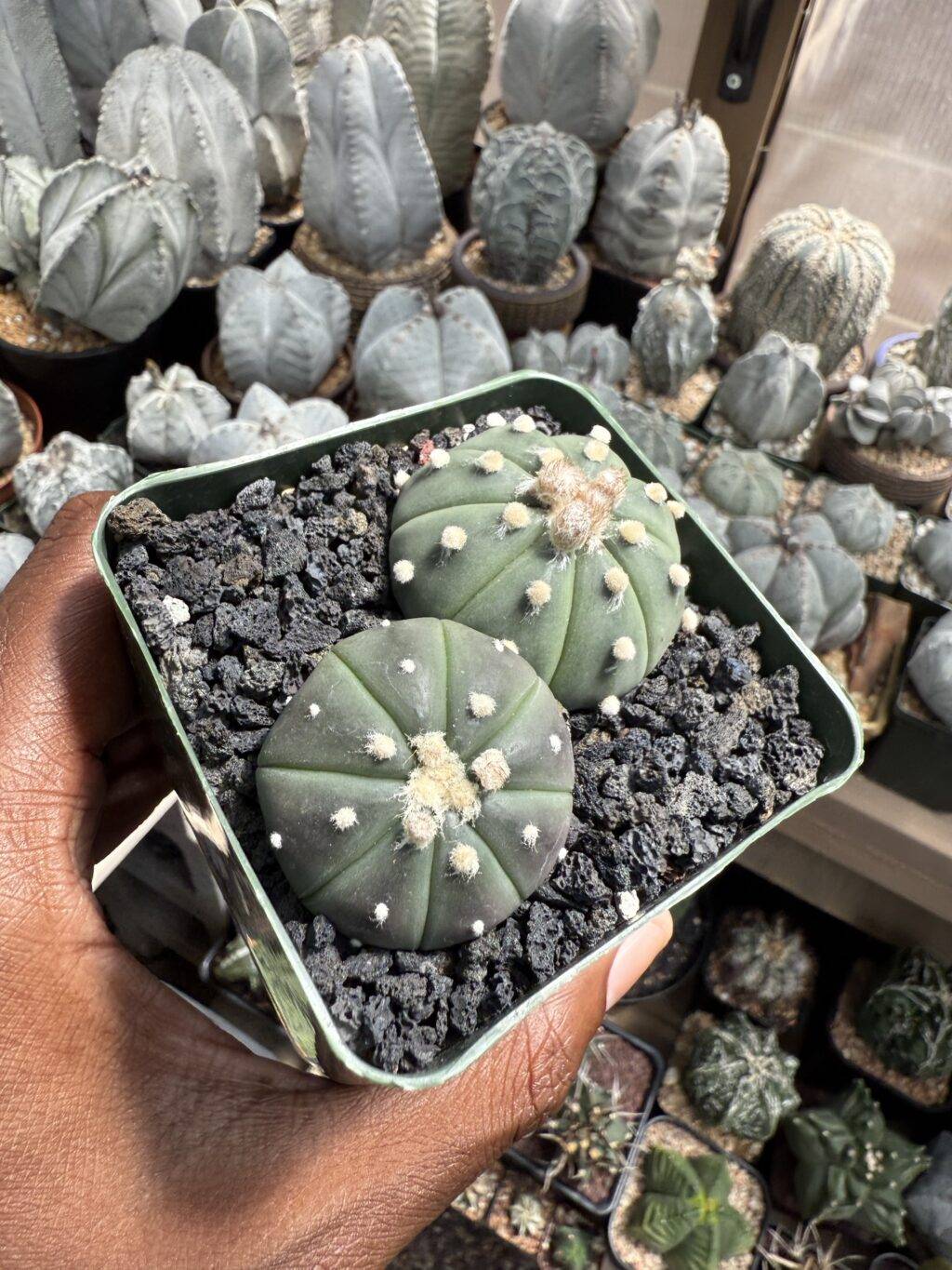 Astrophytum asterias Bundle - Image 3