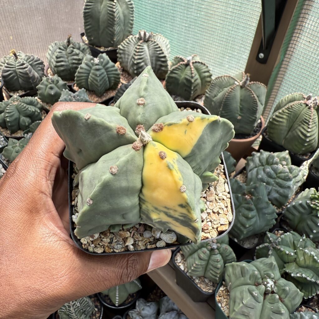 Astrophytum myriostigma Fukuryu Variegated