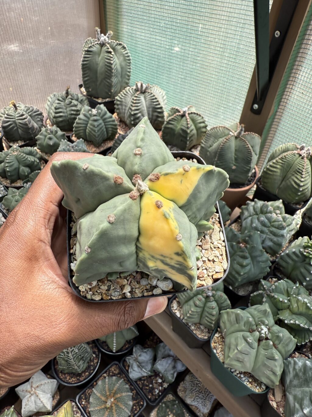 Astrophytum myriostigma Fukuryu Variegated