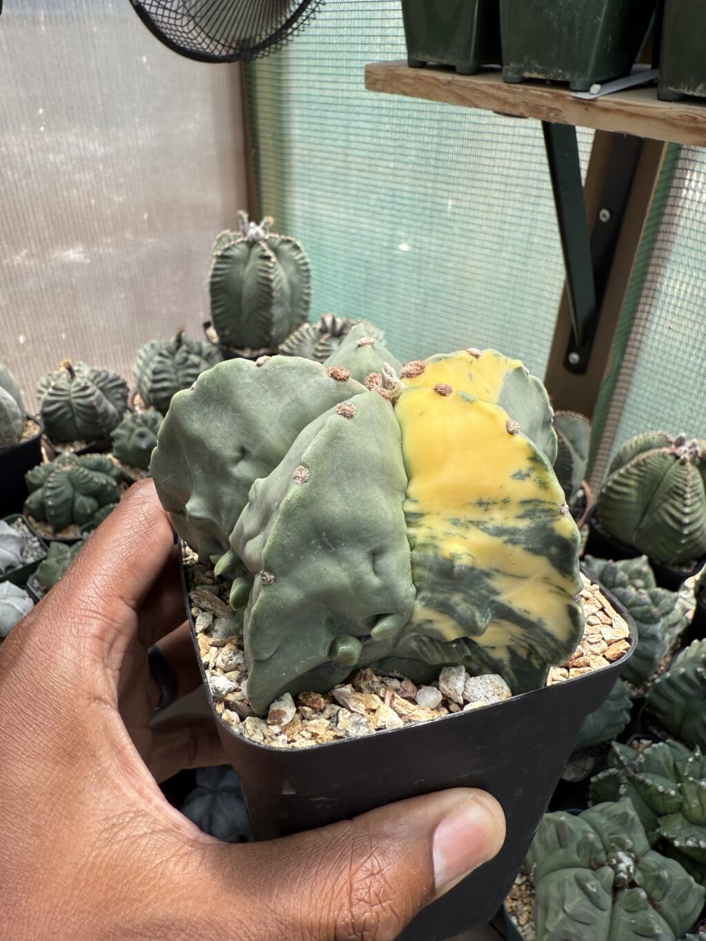 Astrophytum myriostigma Fukuryu Variegated - Image 2