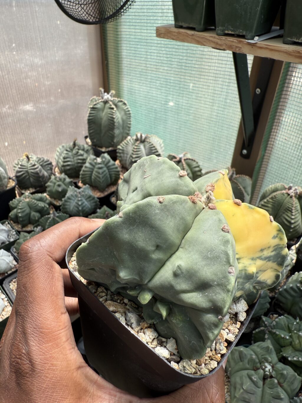 Astrophytum myriostigma Fukuryu Variegated - Image 3