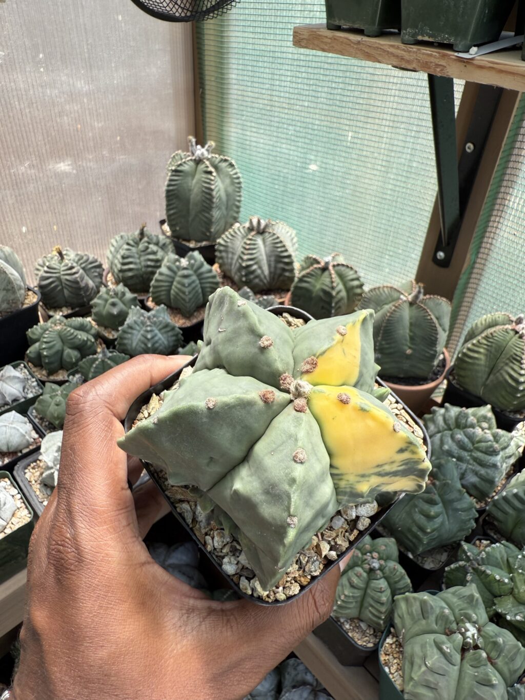 Astrophytum myriostigma Fukuryu Variegated - Image 4