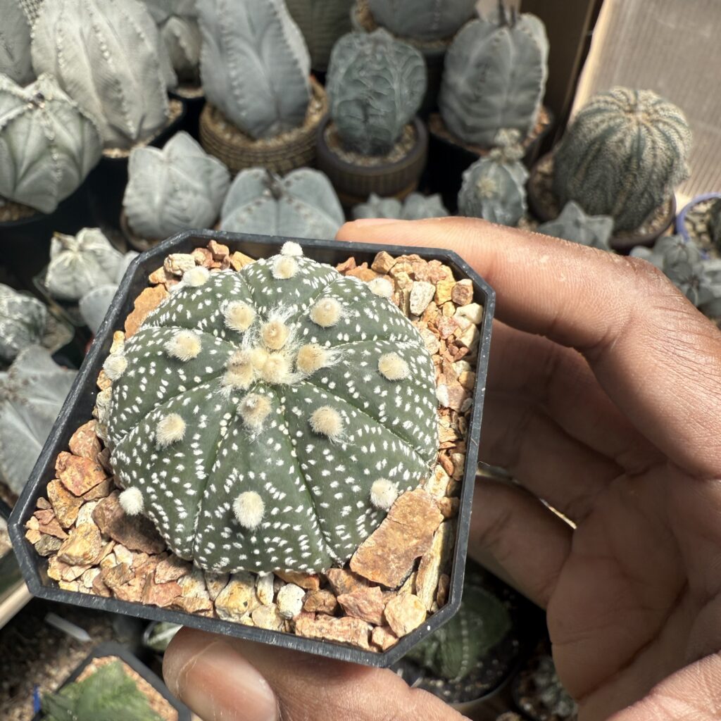 Astrophytum asterias