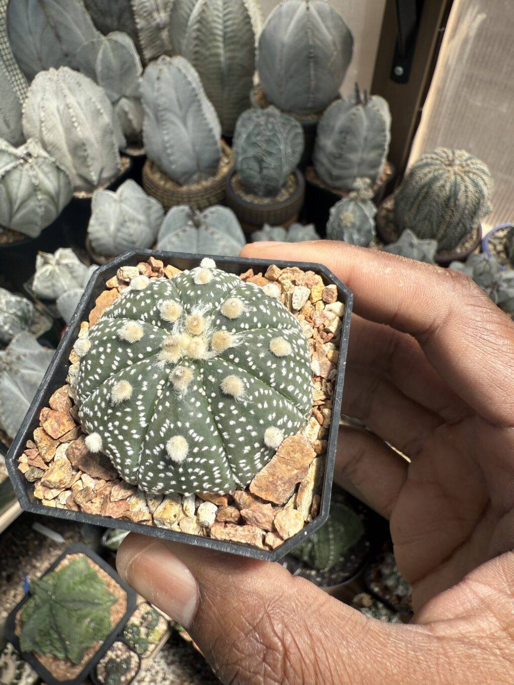 Astrophytum asterias