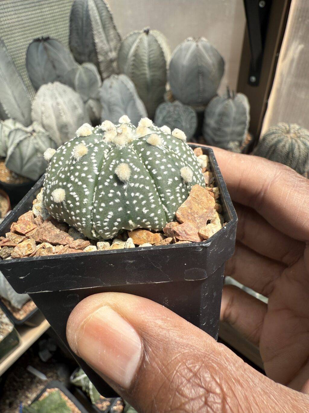 Astrophytum asterias - Image 2