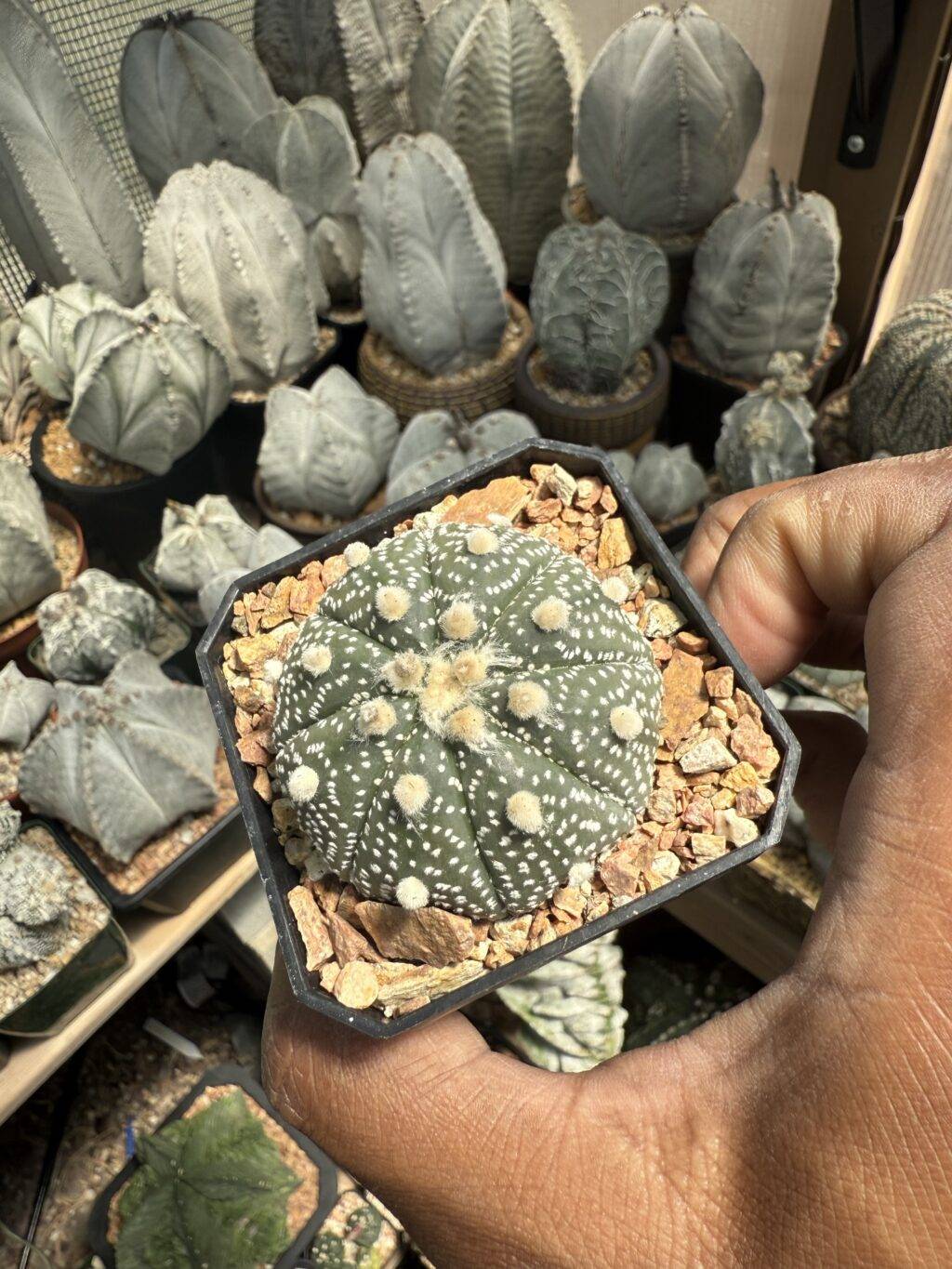Astrophytum asterias - Image 3