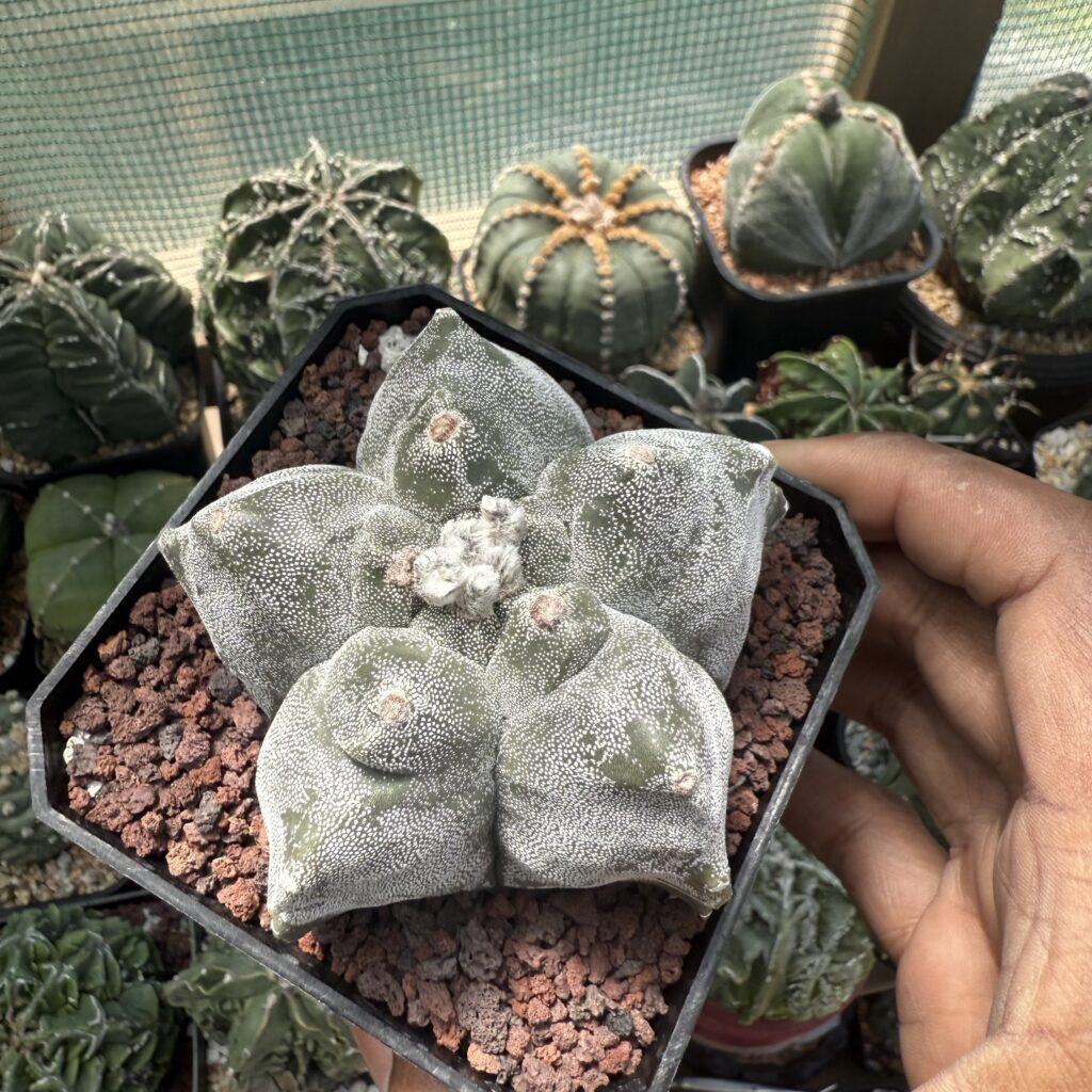 Astrophytum myriostigma cv. Kikko