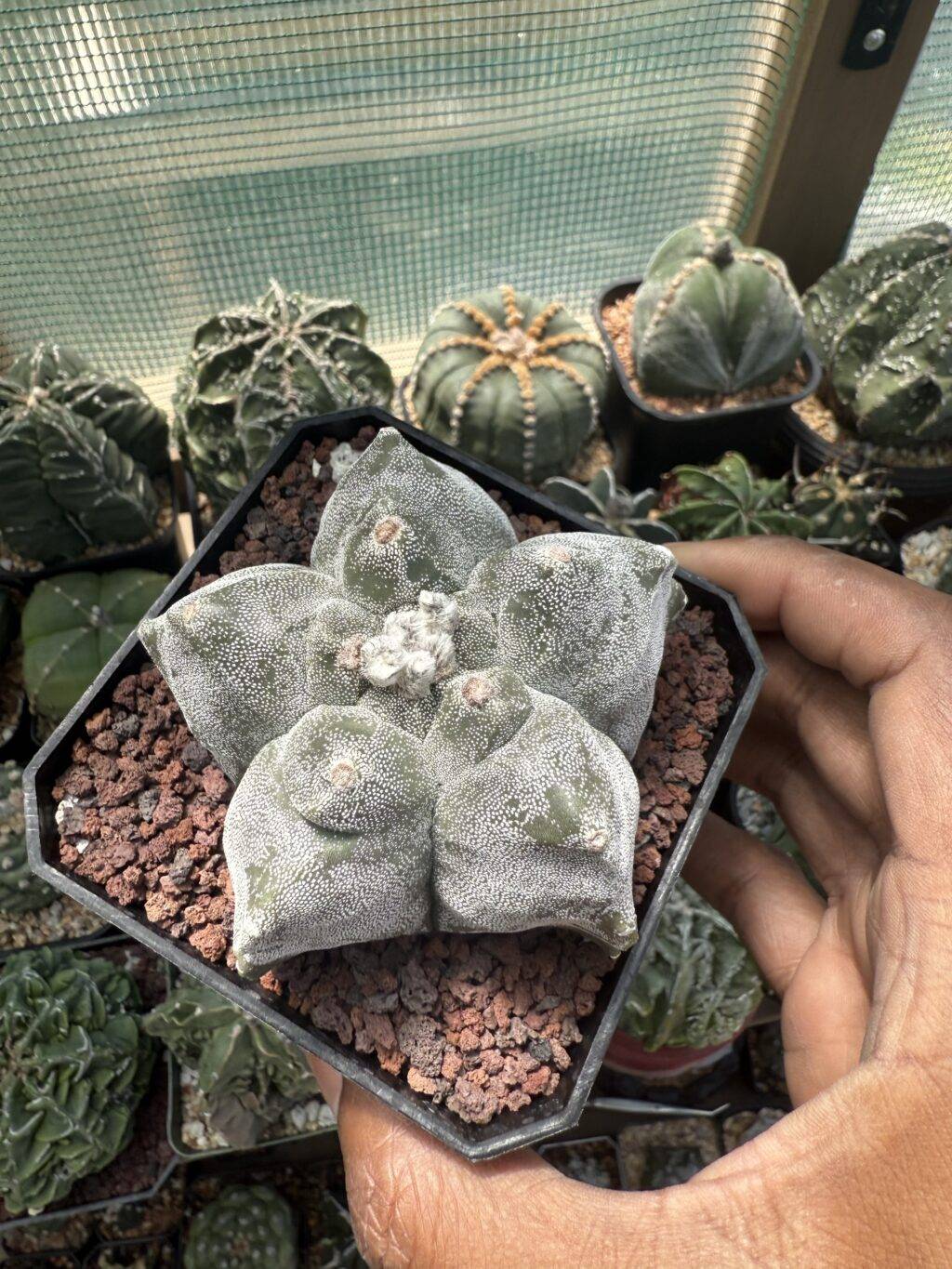Astrophytum myriostigma cv. Kikko