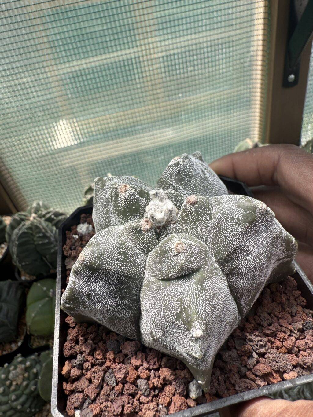 Astrophytum myriostigma cv. Kikko - Image 2