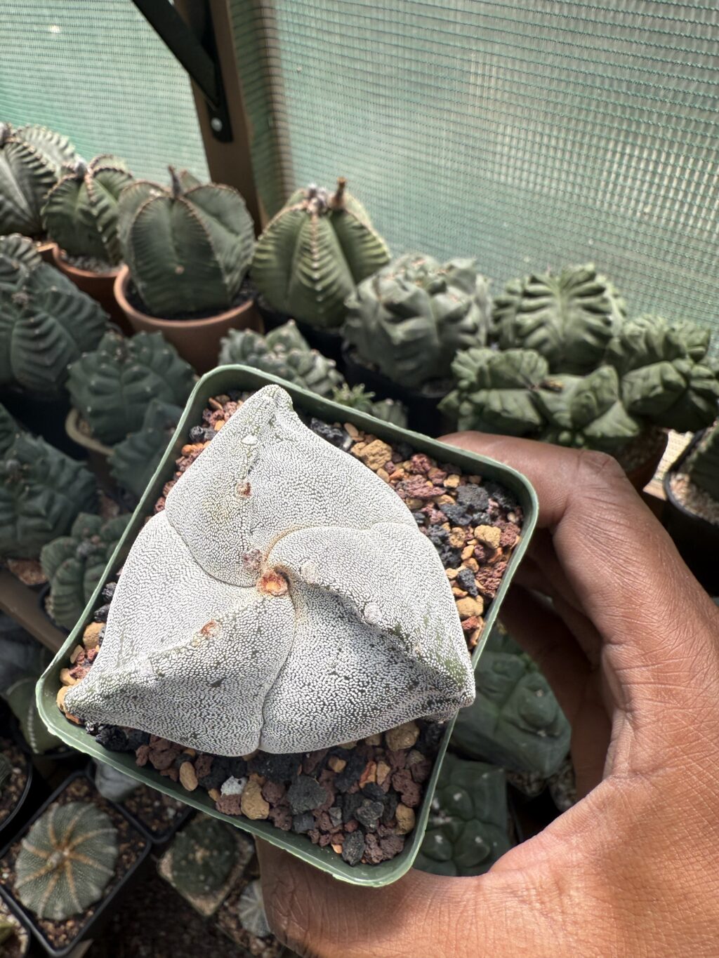 Astrophytum myriostigma tricostatum - Image 3
