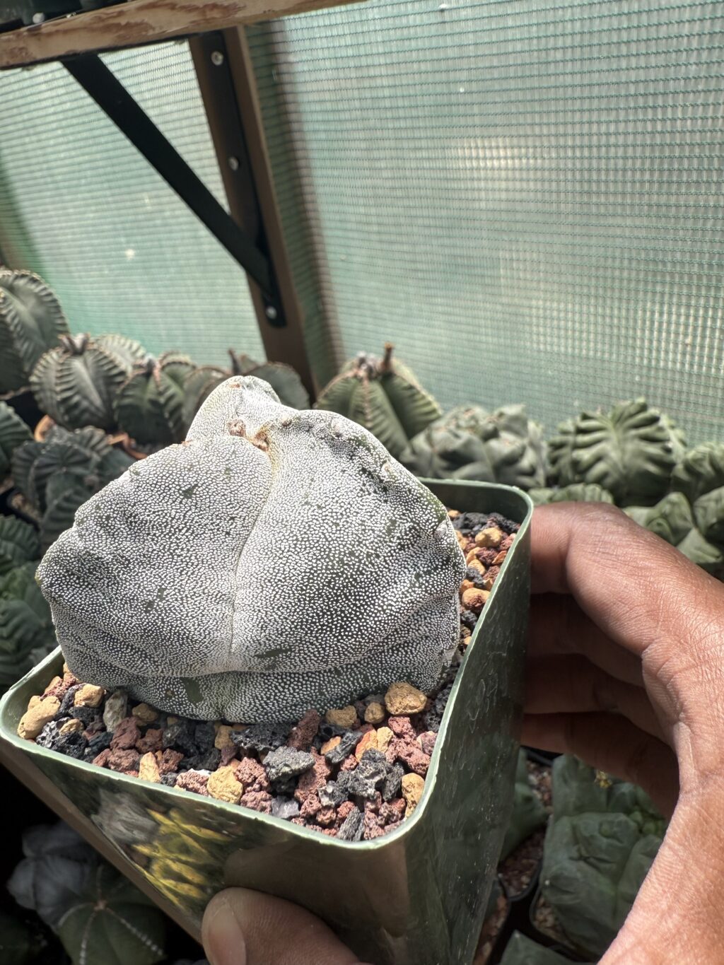 Astrophytum myriostigma tricostatum - Image 2